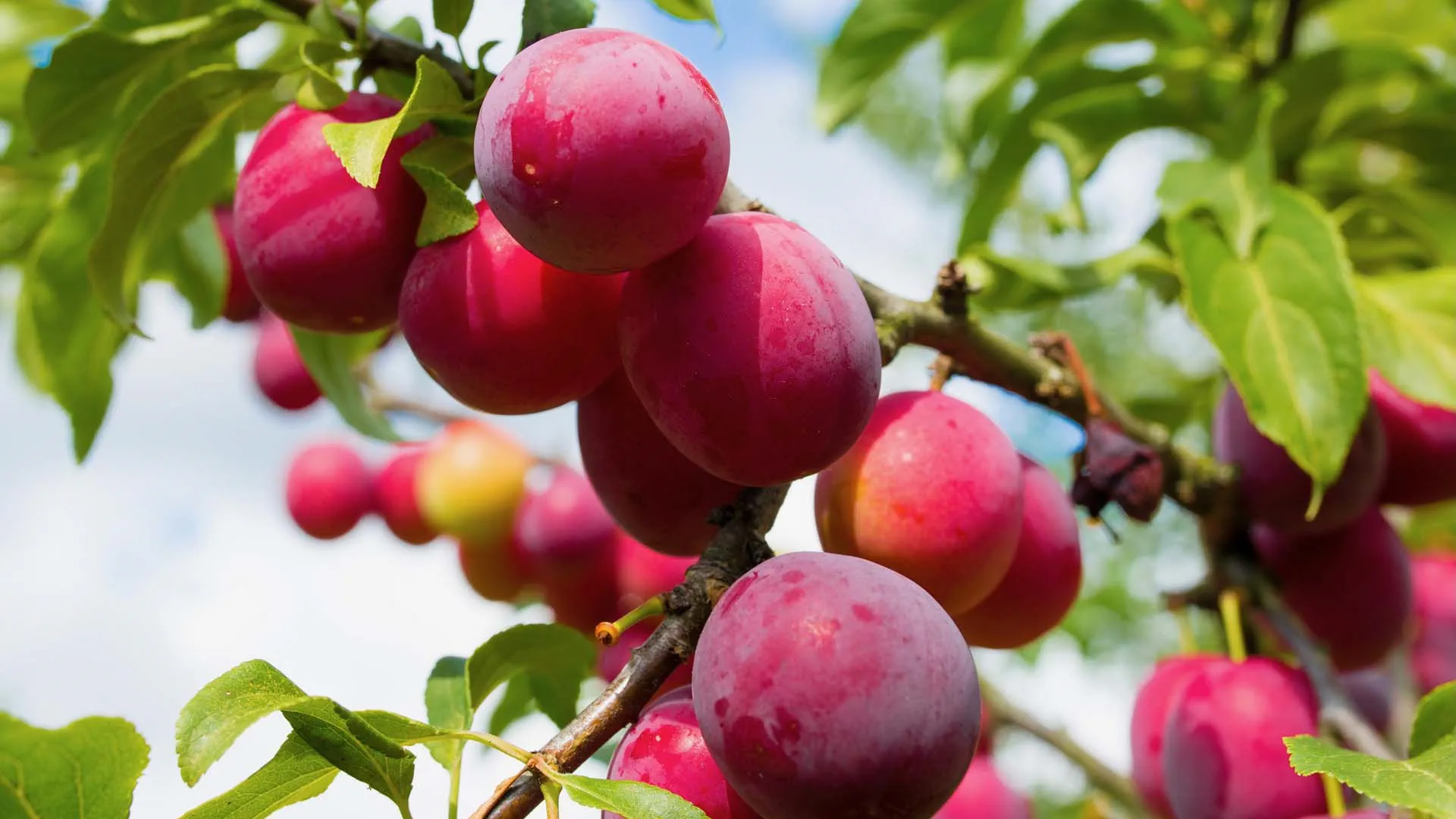 Plum
