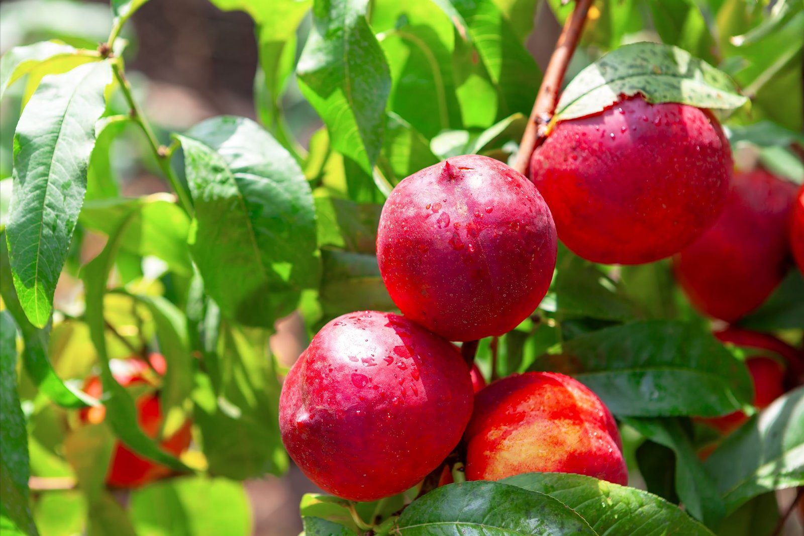 Nectarina