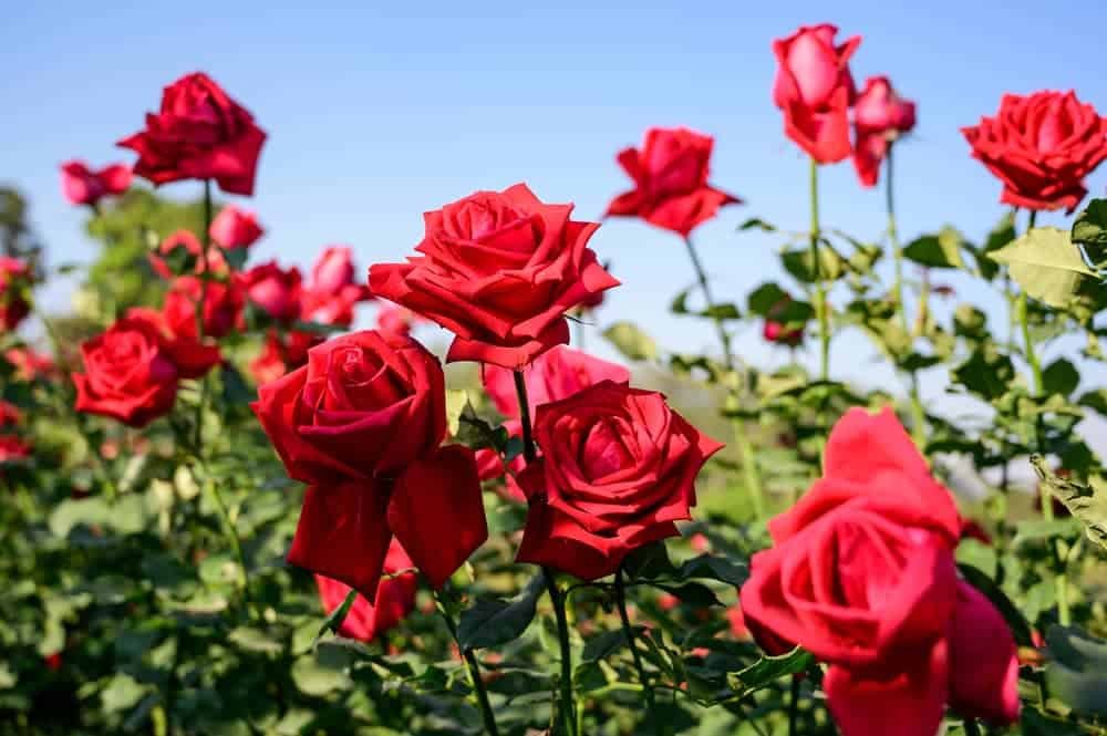 Rosas Vermelhas